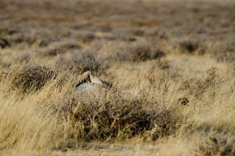 85 - Namibia - leones comiendo - parque nacional de Etosha
